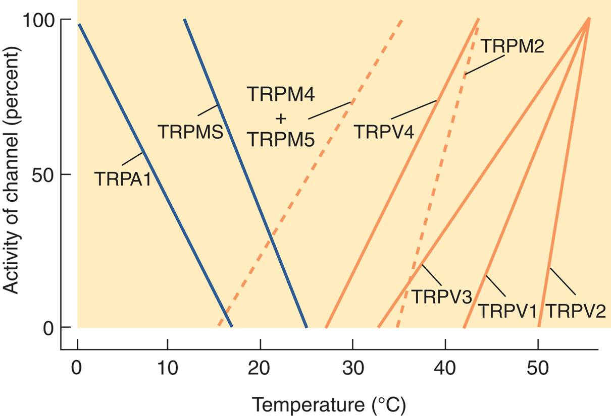 Activity of Thermosensitive Receptors