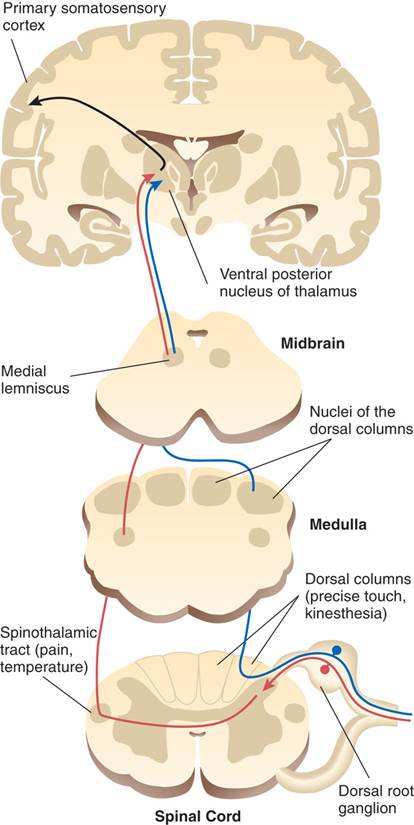 Somatosensory Pathways 