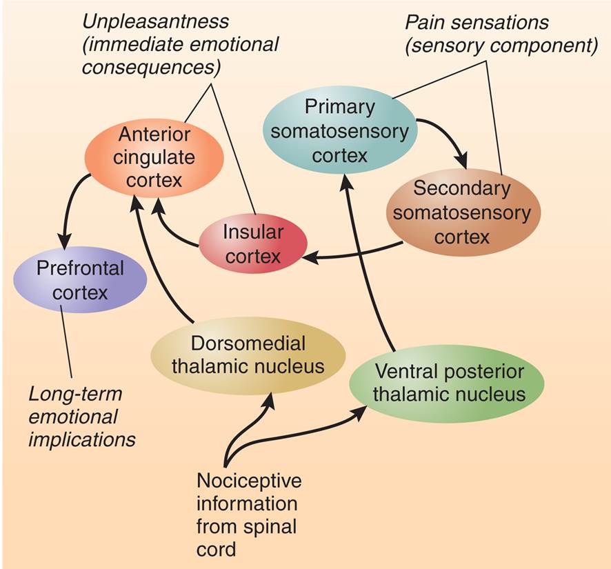 The Three Components of Pain 