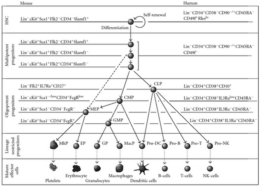 Hematopoiesis