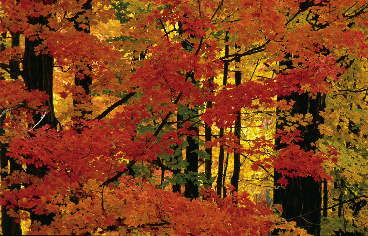 Leaves of sugar maples (Acer saccharum)