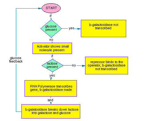 The b-galactosdase chart