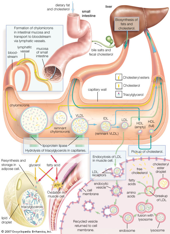 Biosynthesis of Cholesterol