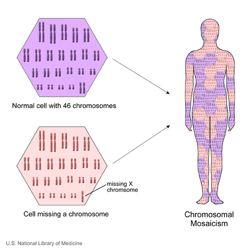 Changes in chromosome number