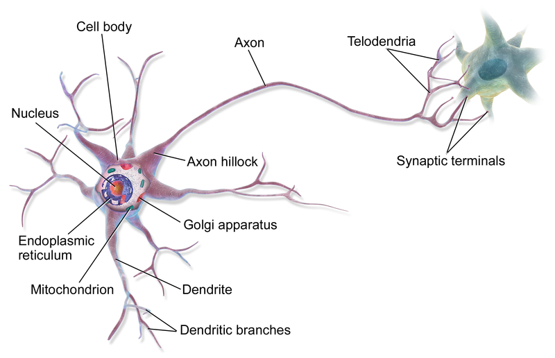Graphical Multipolar Neuron
