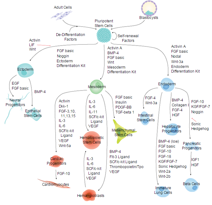 Embryonic and Induced Pluripotent Stem Cells & Lineage-specific Markers