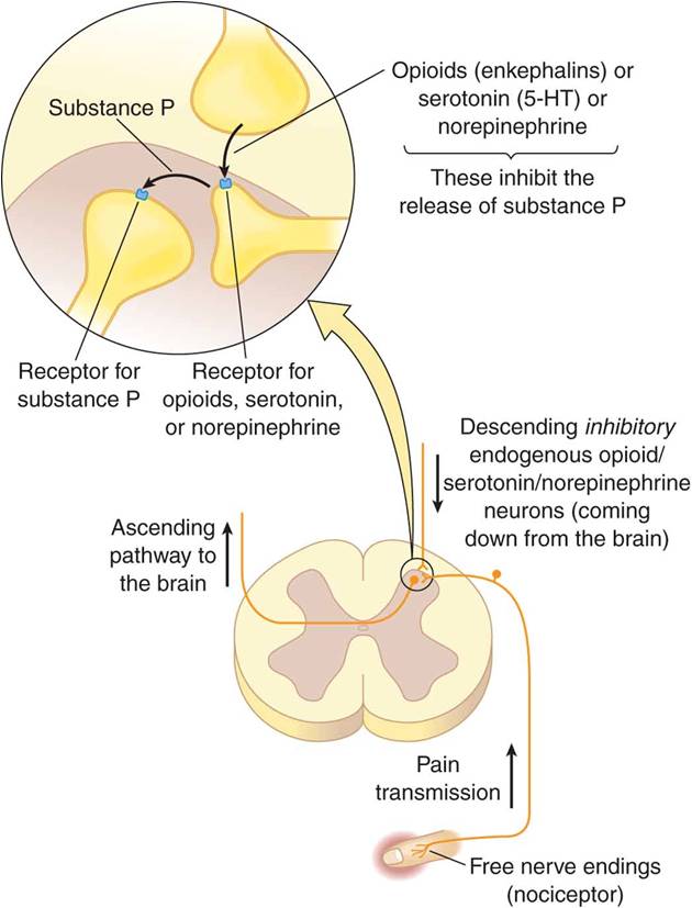 Neural pathways for pain