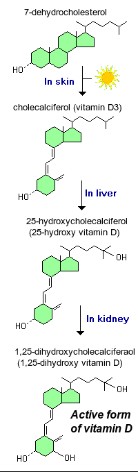 Sunlight Vitamin D