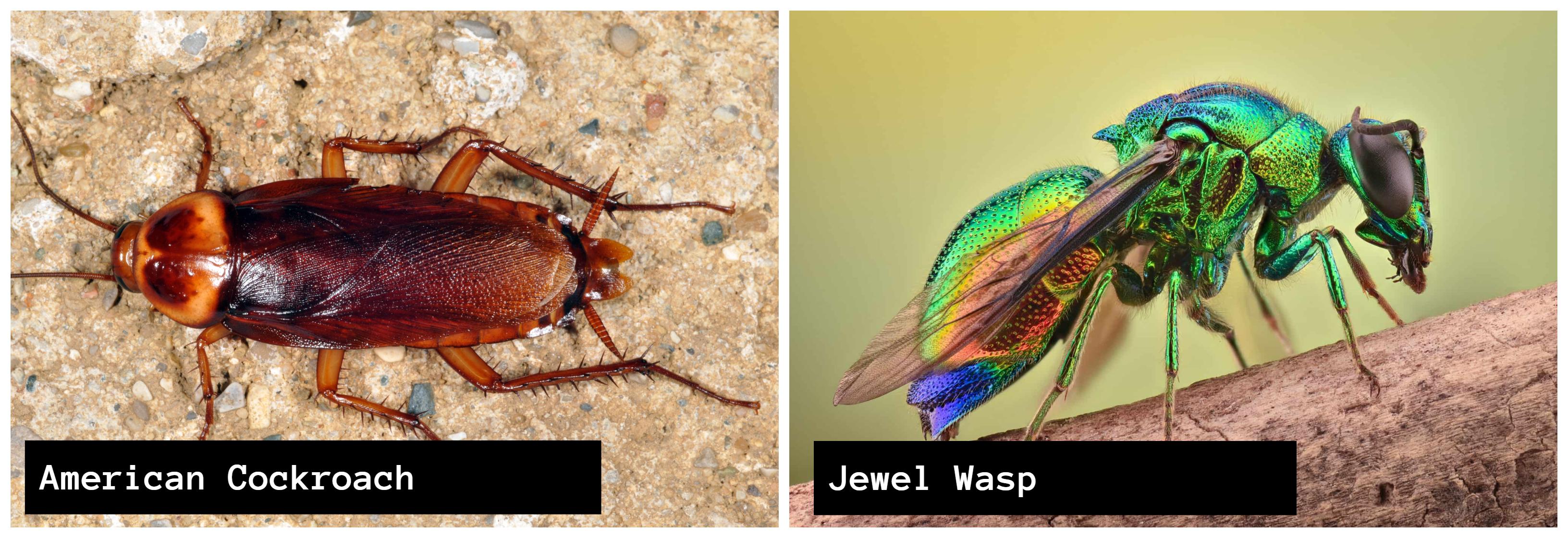 American Cockroaches and Jewel Wasps