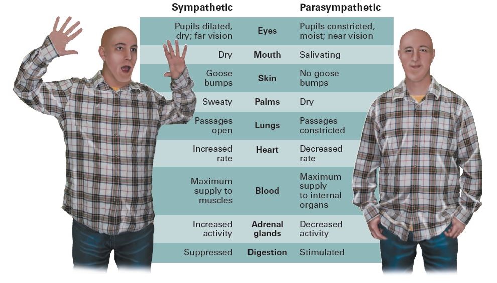 Sympathetic and Parasympathetic Nervous System