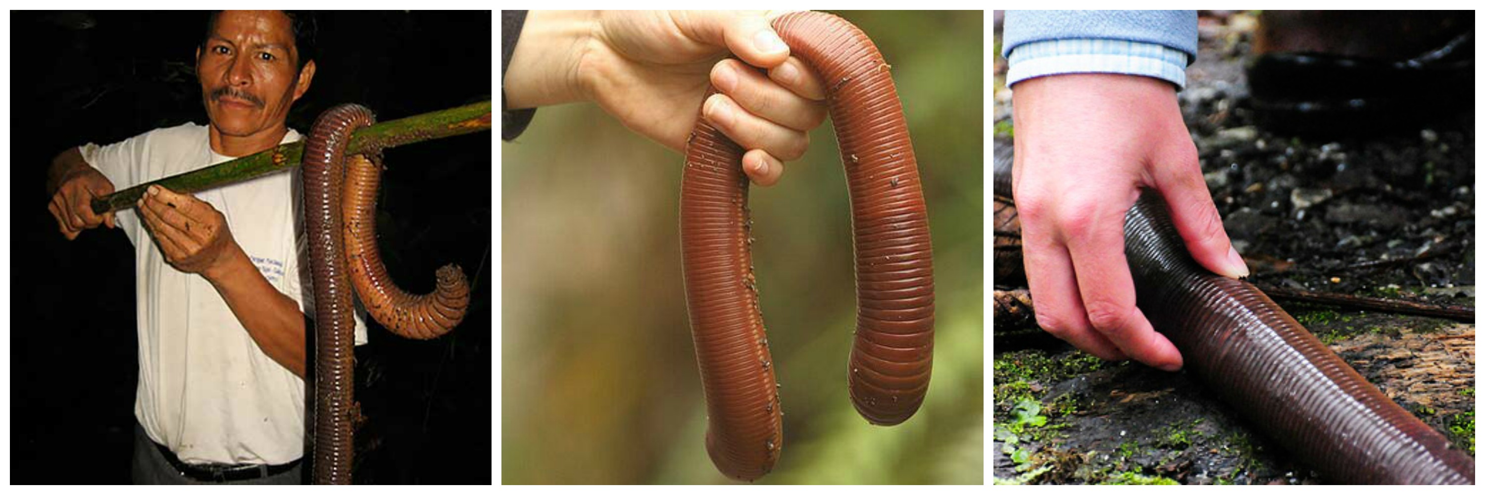The African Giant Earthworm (Microchaetus rappi) is the largest of