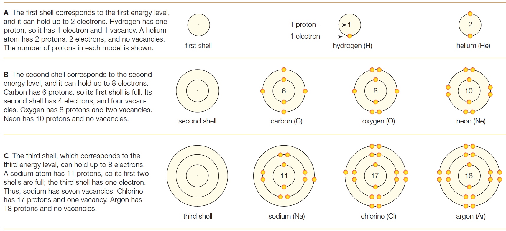 Animated Shell models.