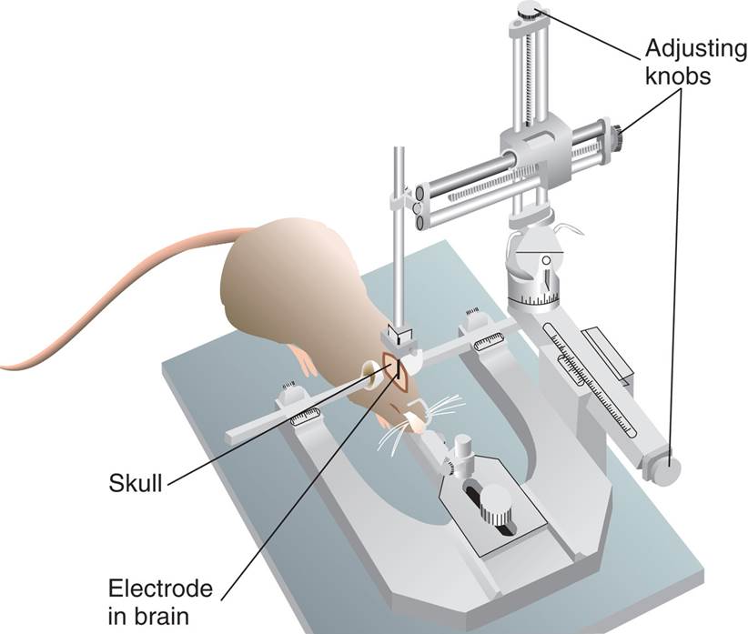 Stereotaxic Apparatus  