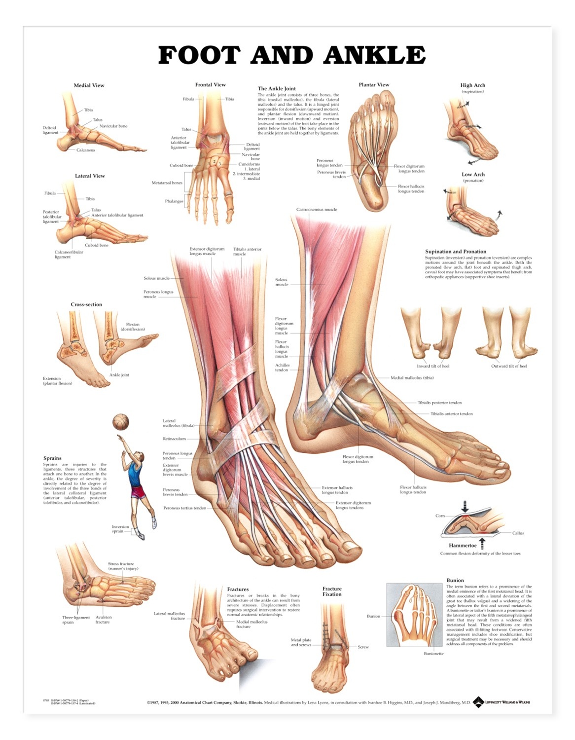 Anatomical Charts Foot and Ankle