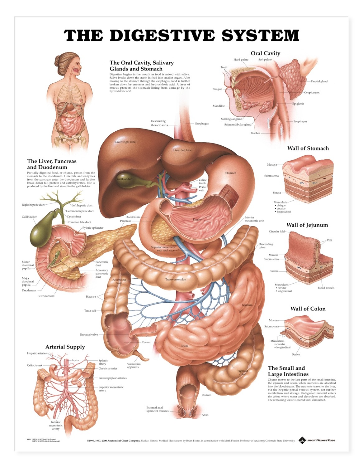 Anatomical Charts Digestive System