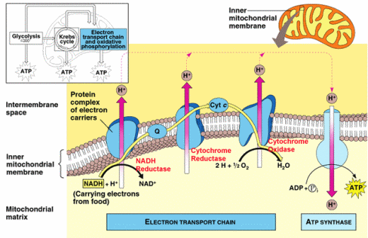 Electron Transport Chain