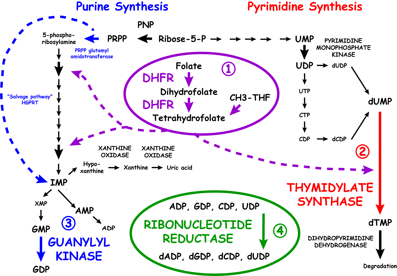 Review of nucleotide biochemistry