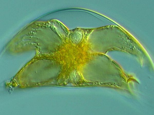 Pyrocystis Lunula