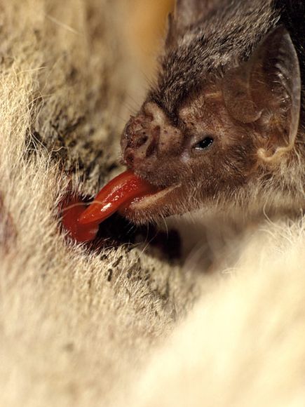 Vampire Bat