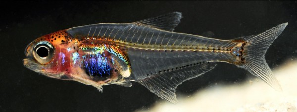 Transparent Amazonian Fish