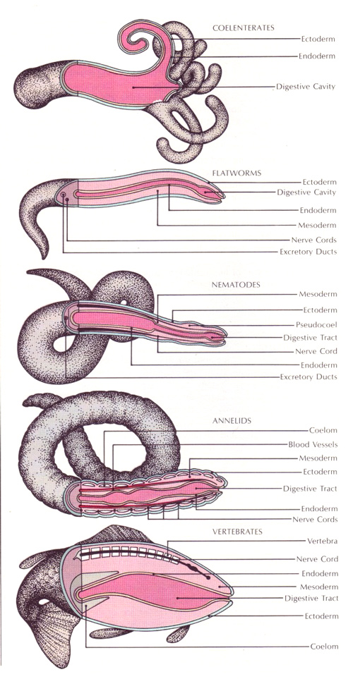 Endoderm Ectoderm Mesoderm comparison