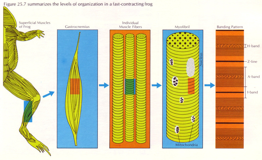 Levels of organization in a fast contracting frog