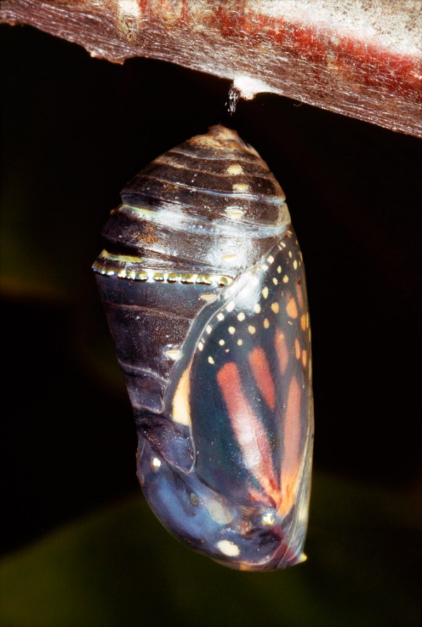 Monarch Butterfly Pupa