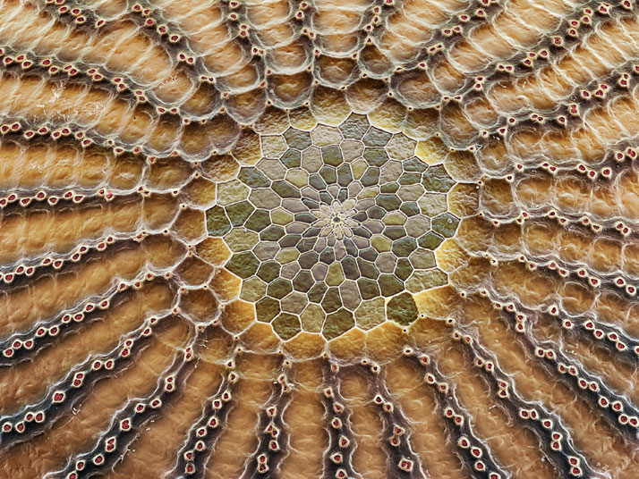 Owl butterfly egg