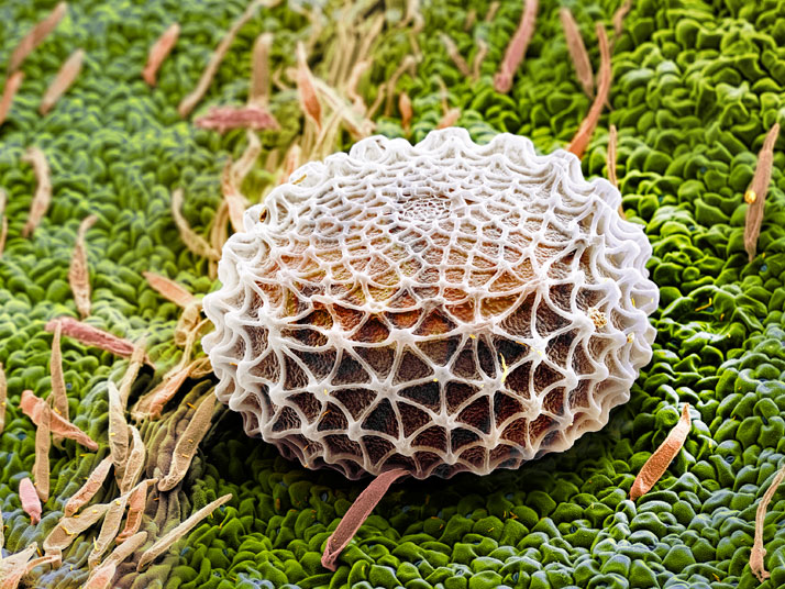 Adonis blue butterfly egg