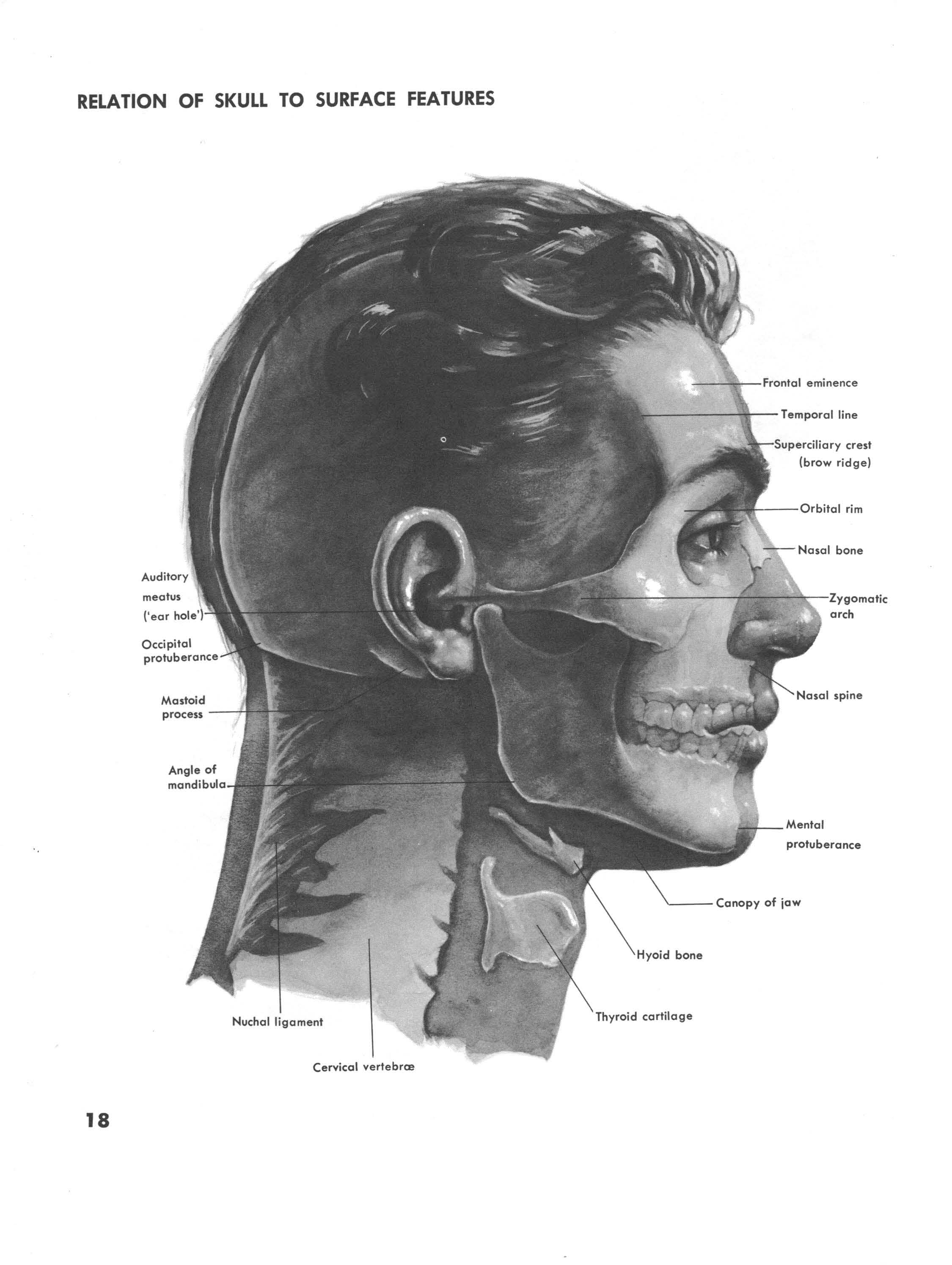 Relations of Skull to Surface features