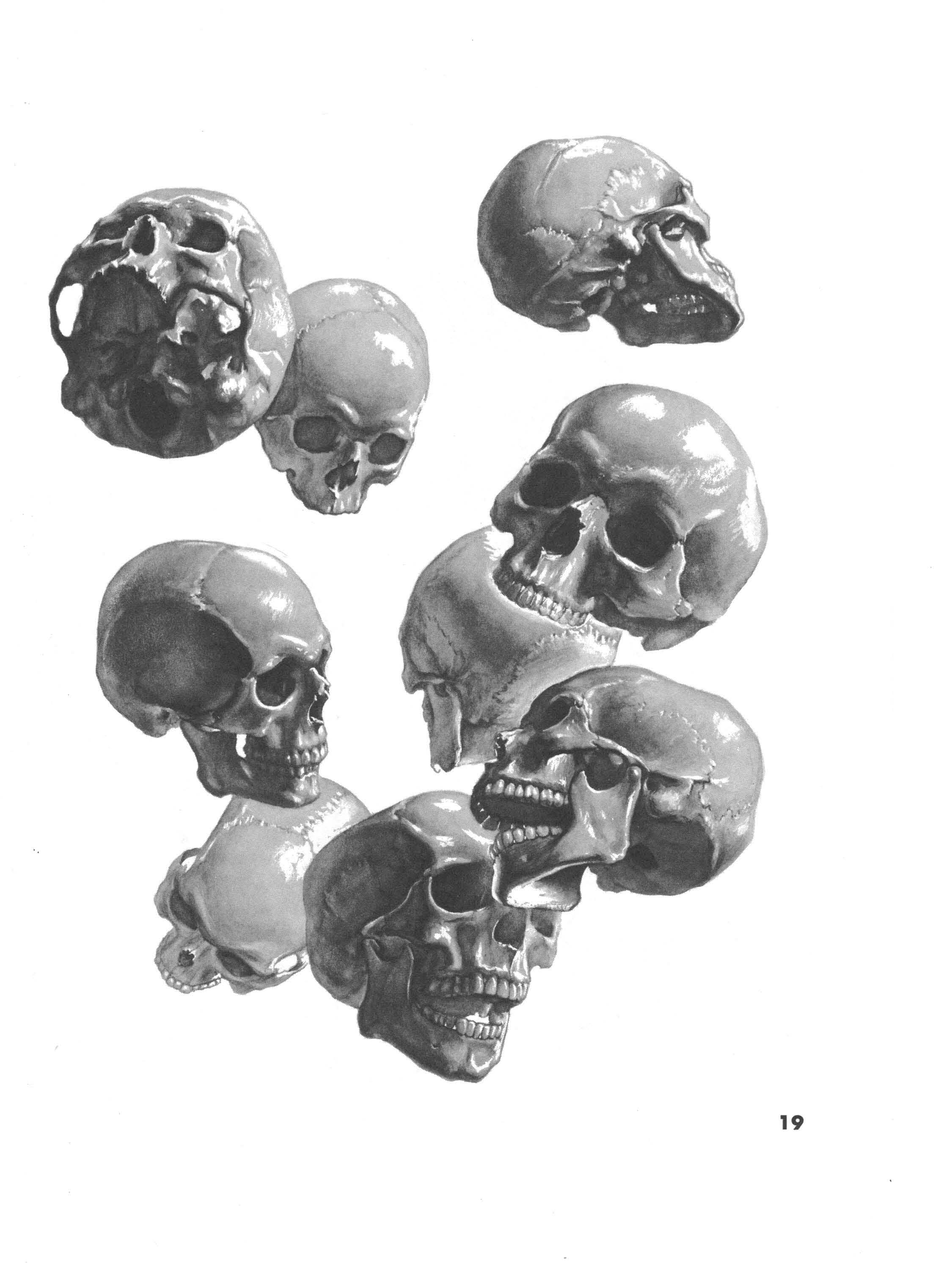 Skull from different angles