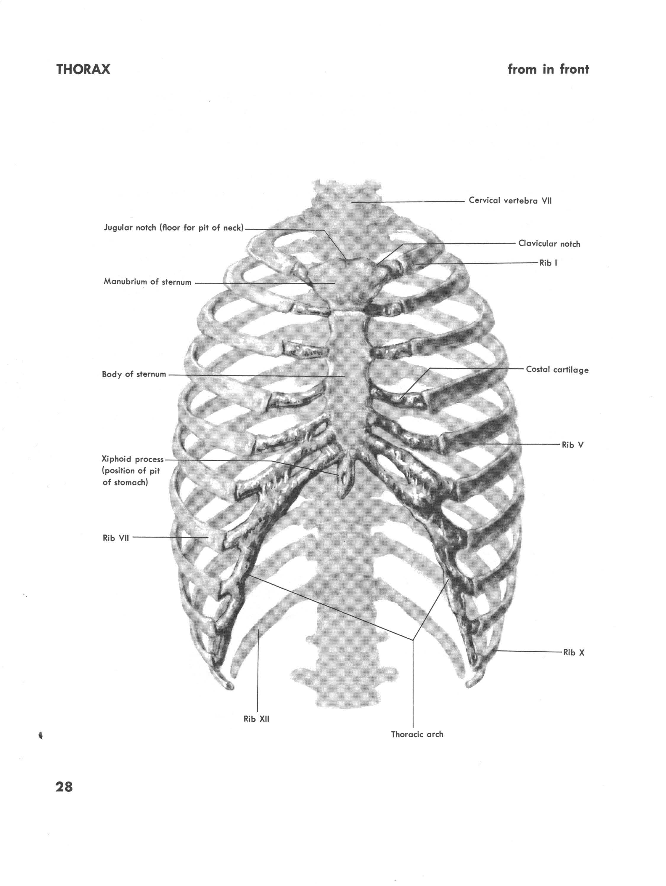 Thorax