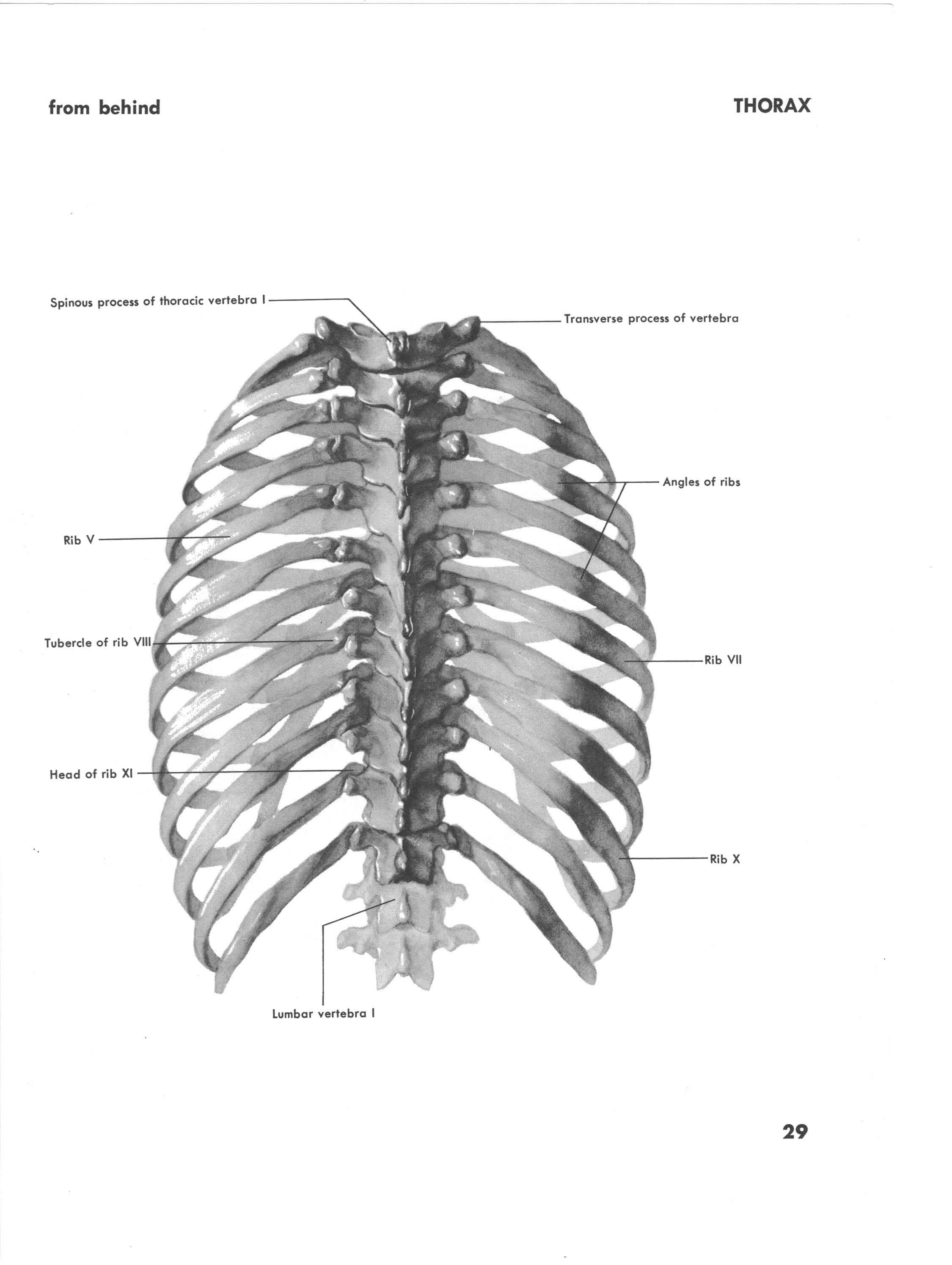 Thorax from Behind