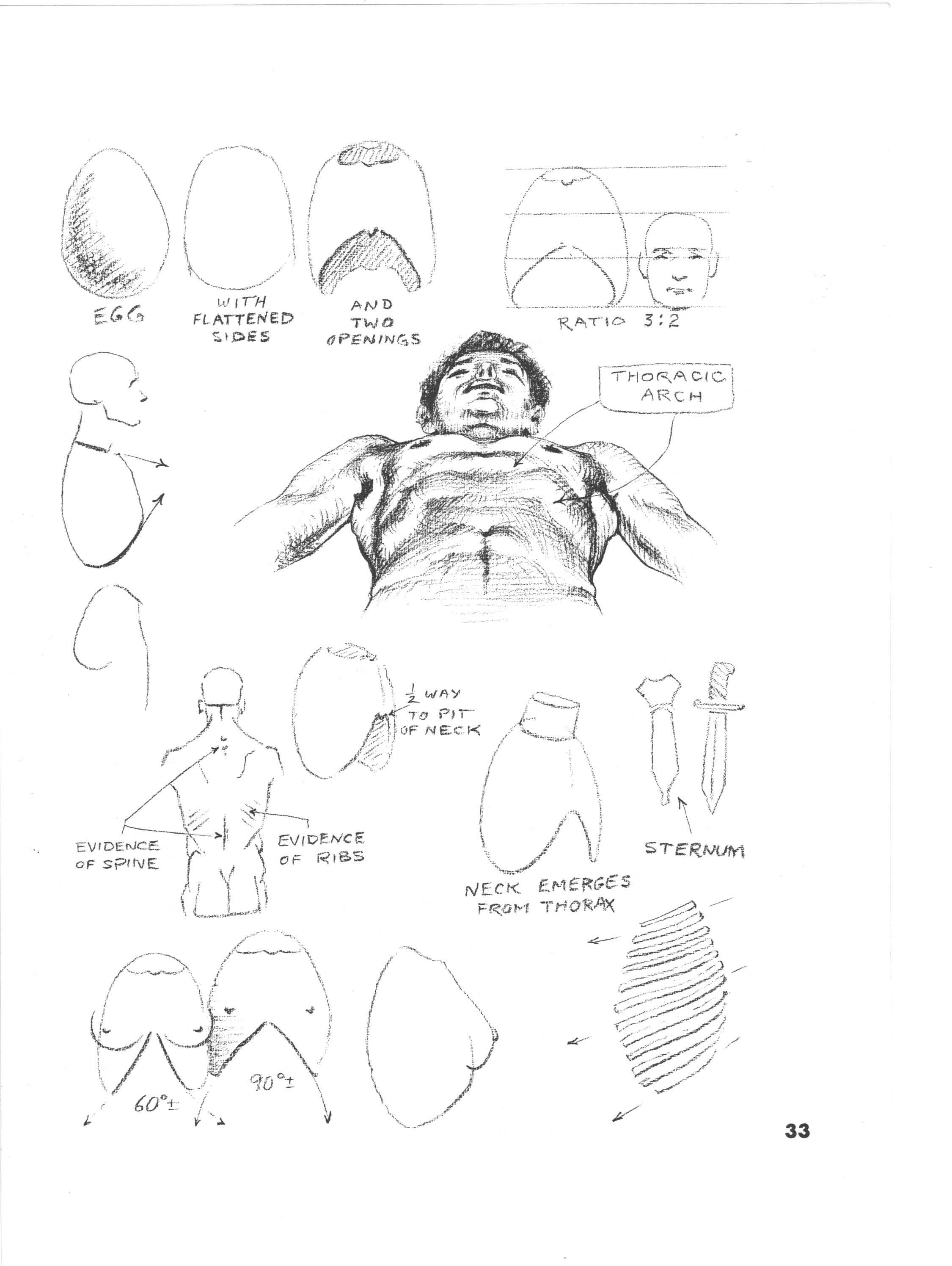 Thoracic Arch