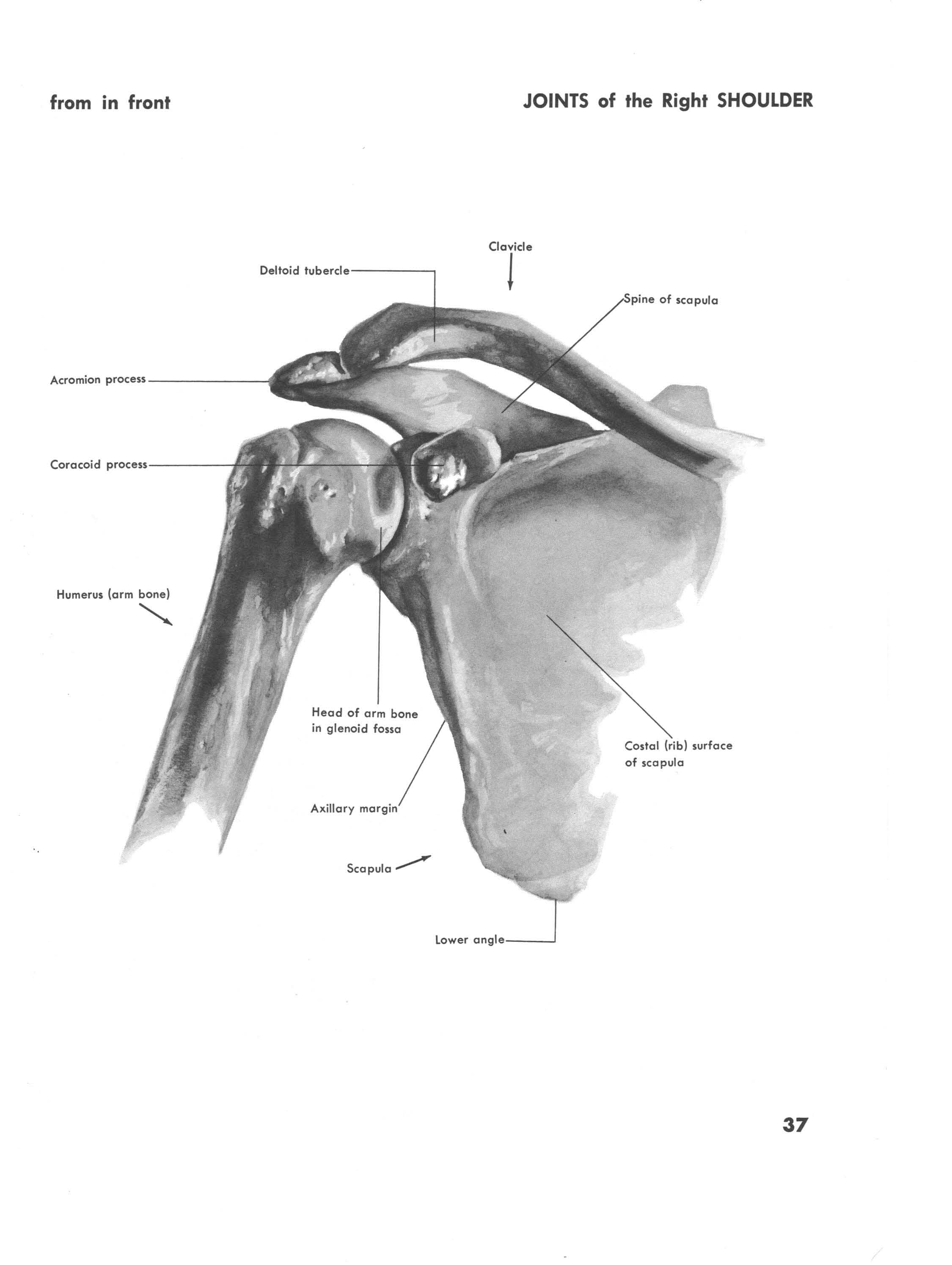 Joints of the Right Shoulder