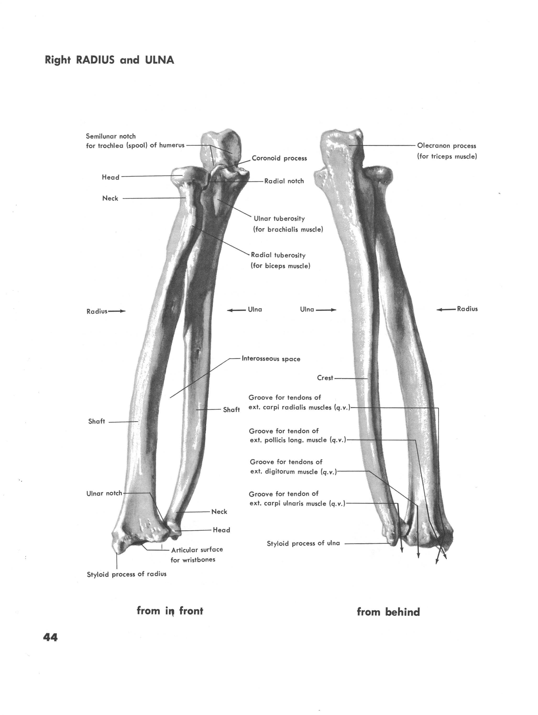 Radius and Ulna