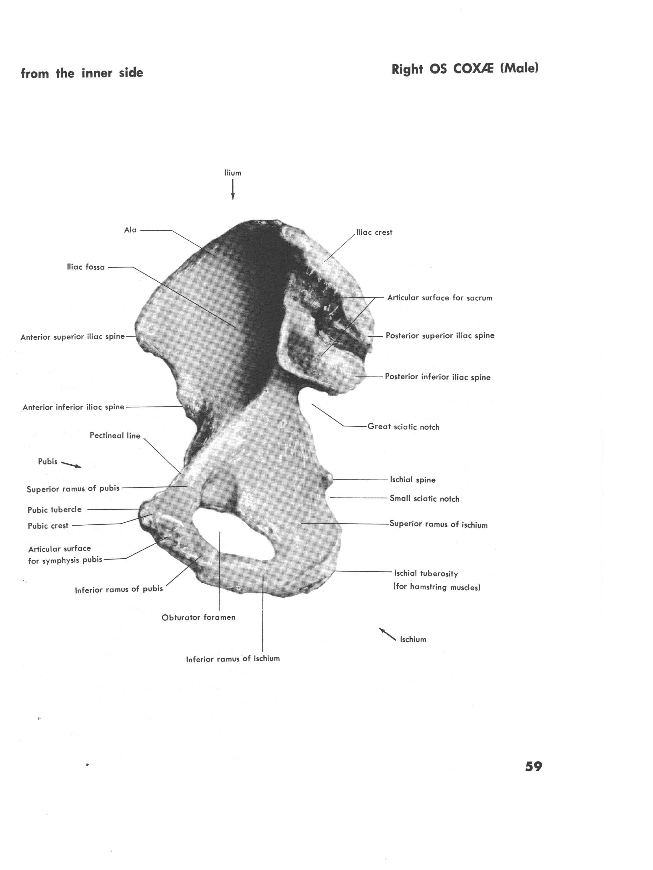 Right  OS COXAE from the Inner side