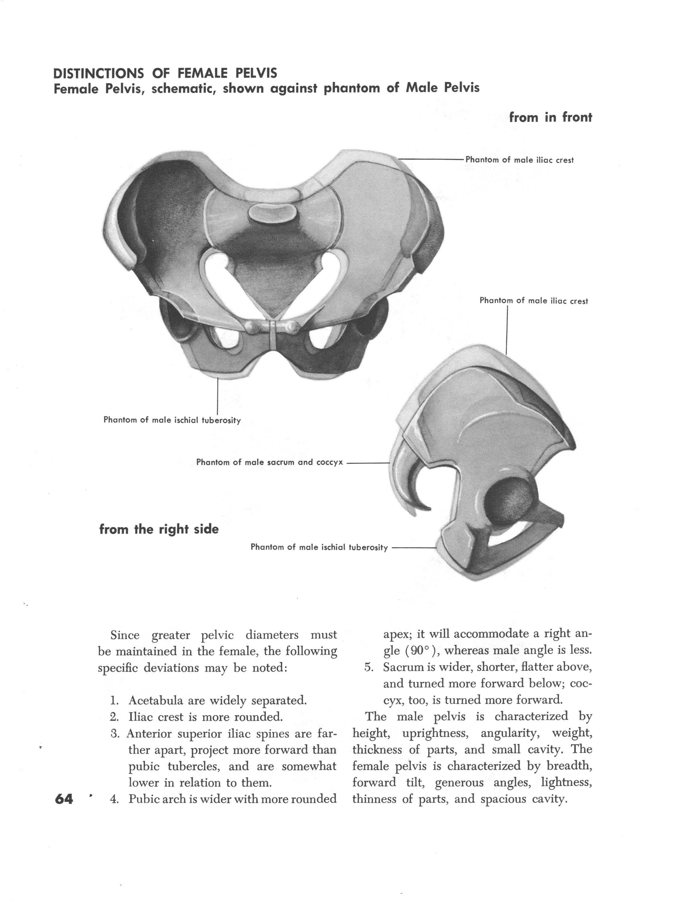 Distinction of Female Pelvis