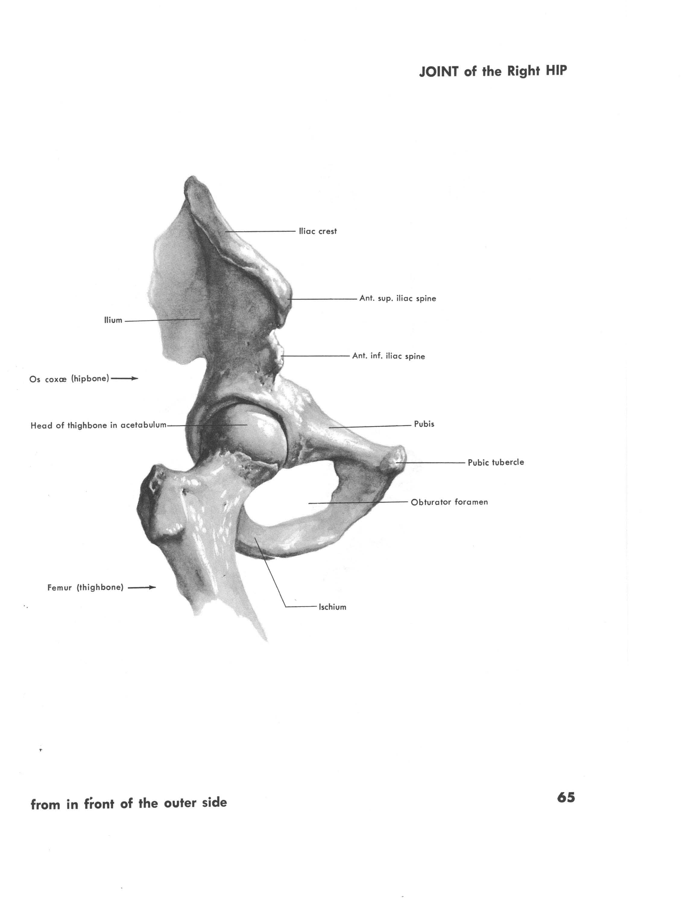 Joint of the right hip