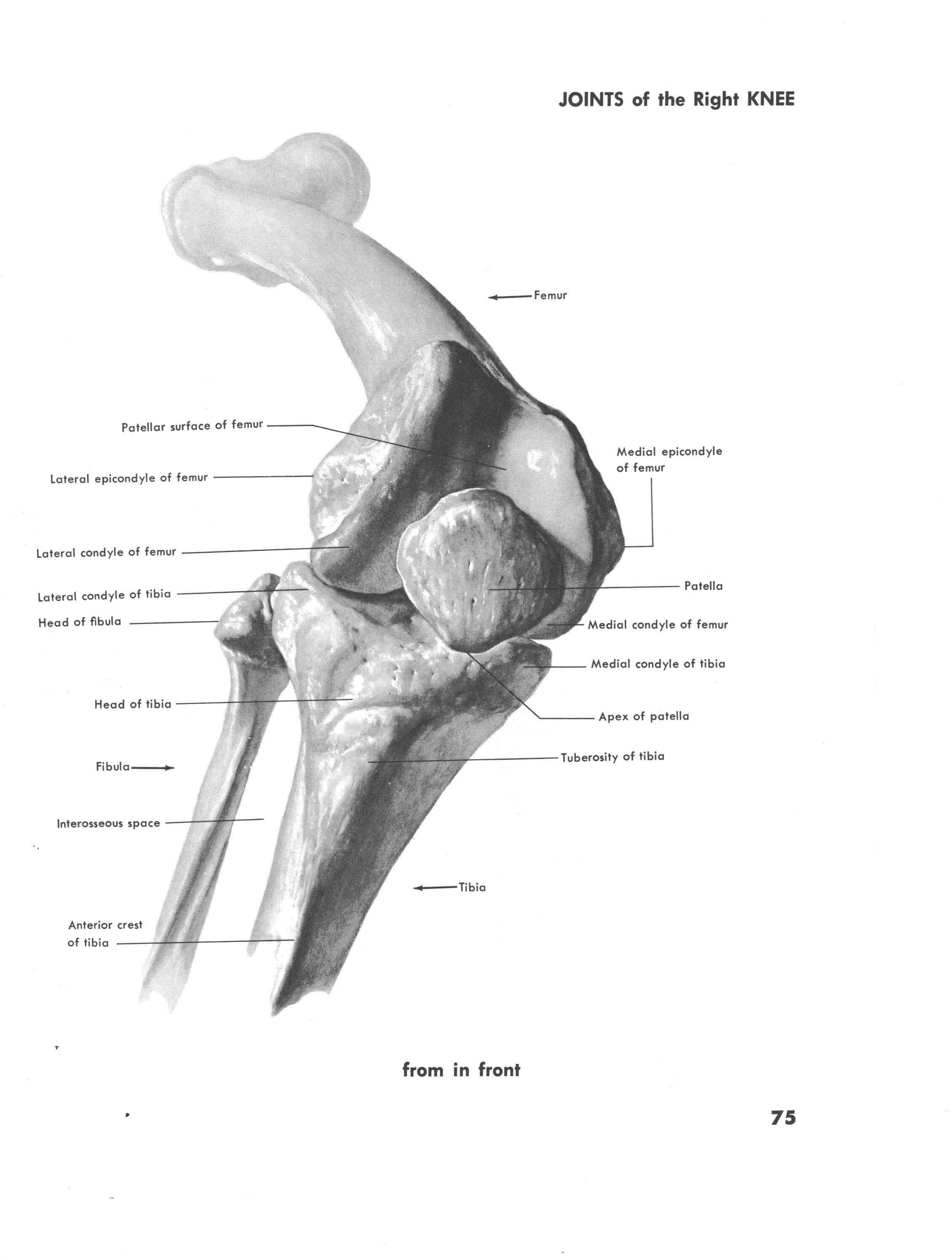 Joints of the right knee