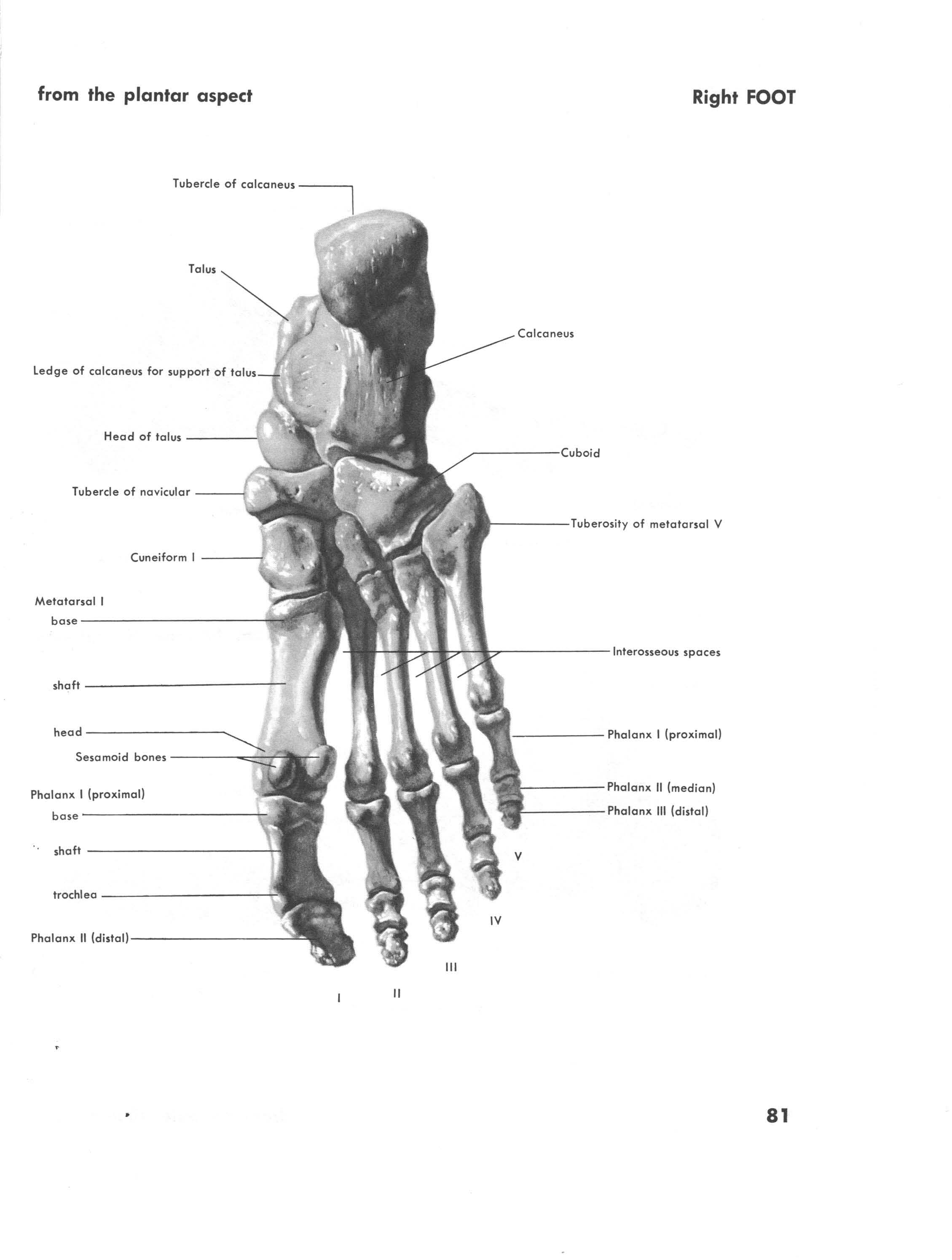 Right foot from the plantar aspect