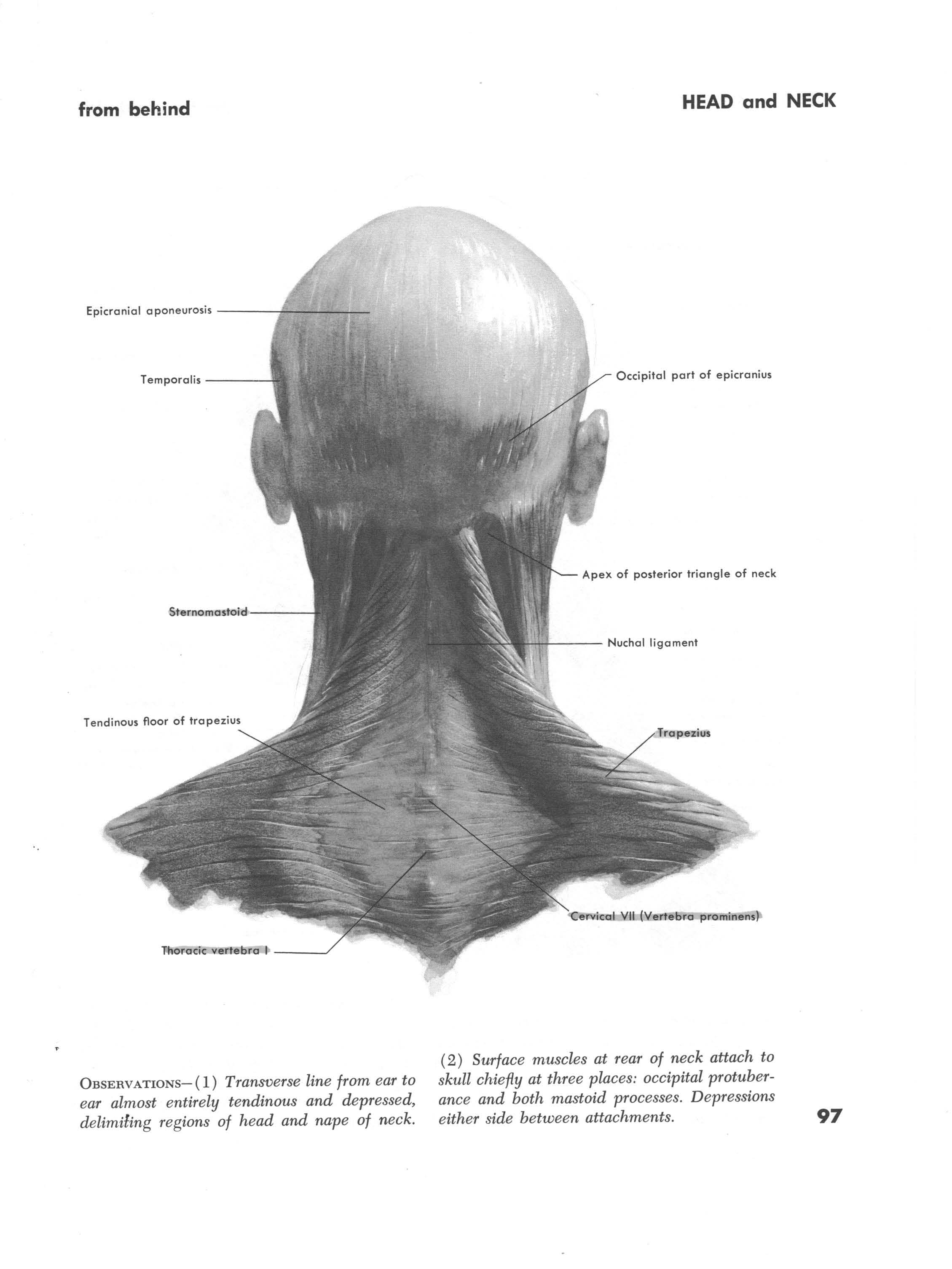 Muscles of Head and Neck Back
