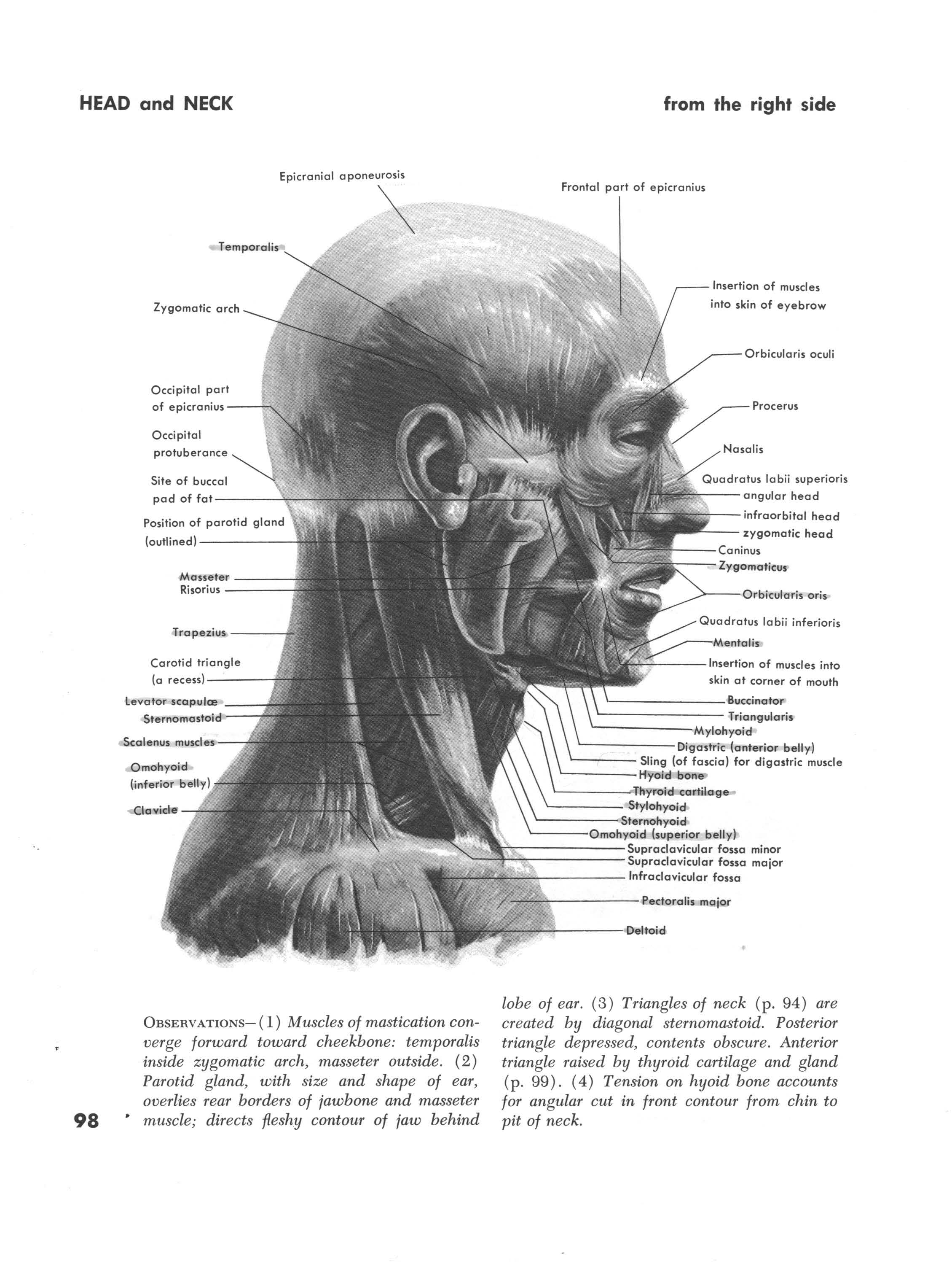 Muscles of Head and Neck Side