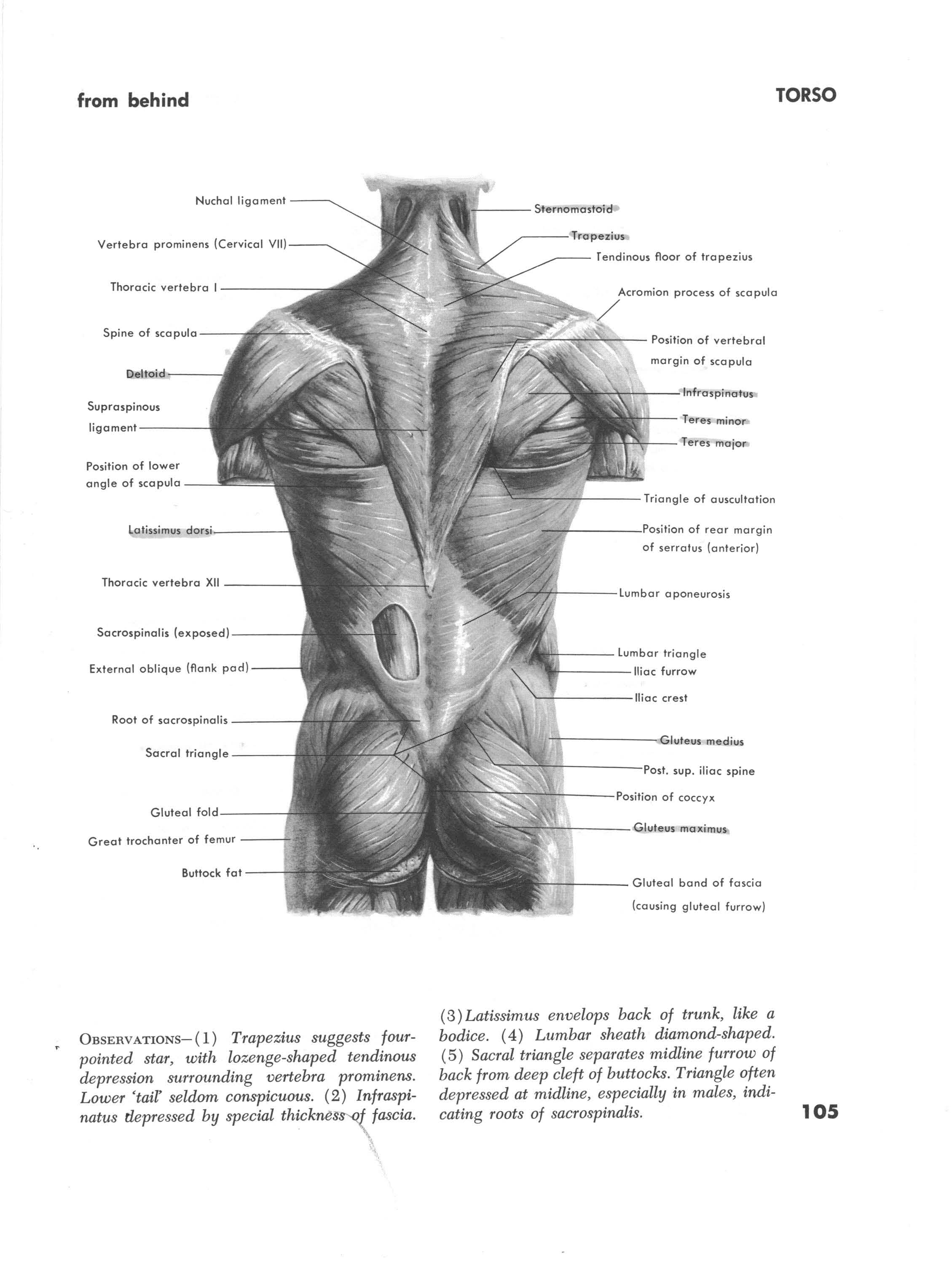 Muscles of the Torso Back
