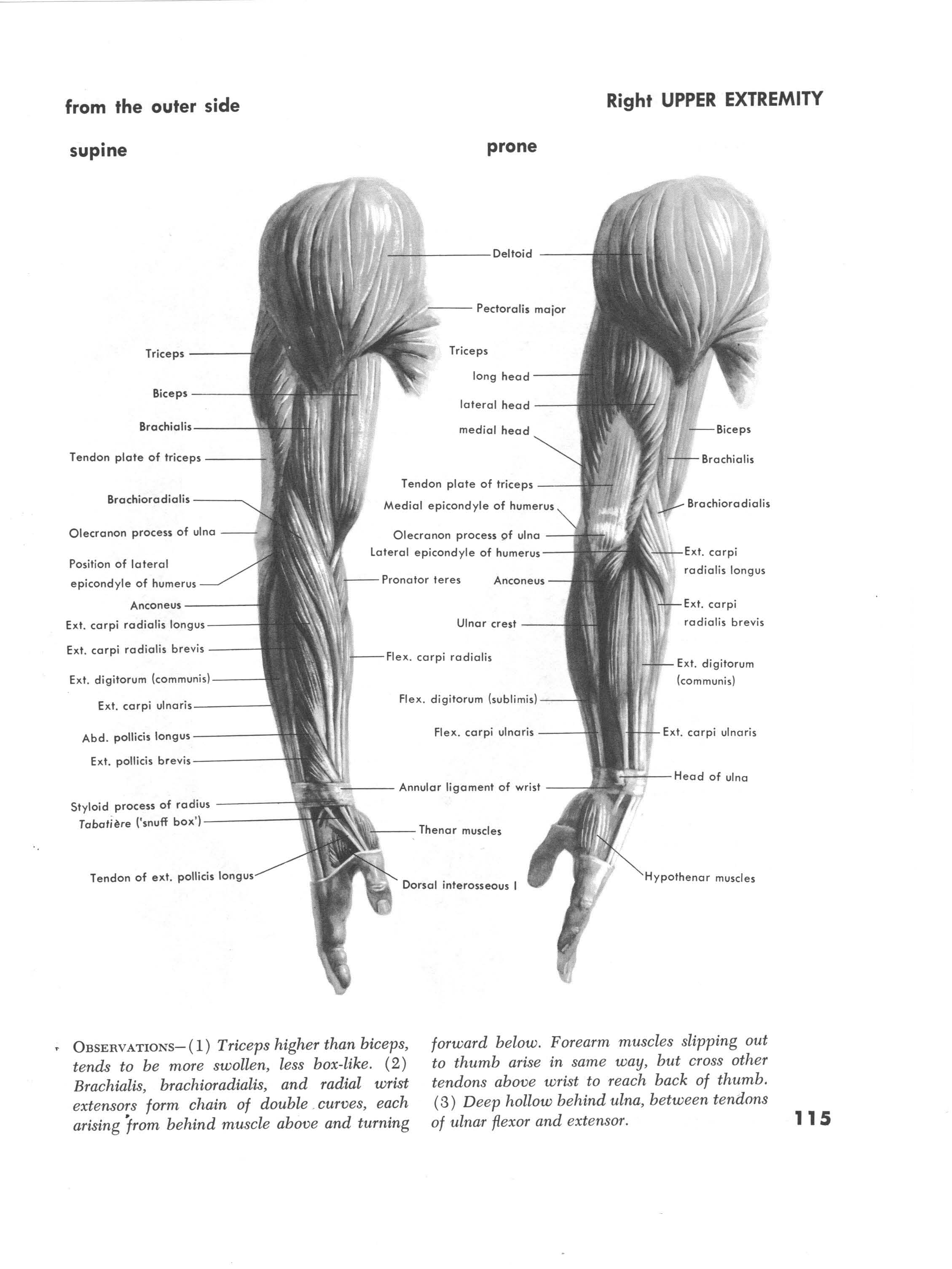 Muscles of the right upper extremity upper view