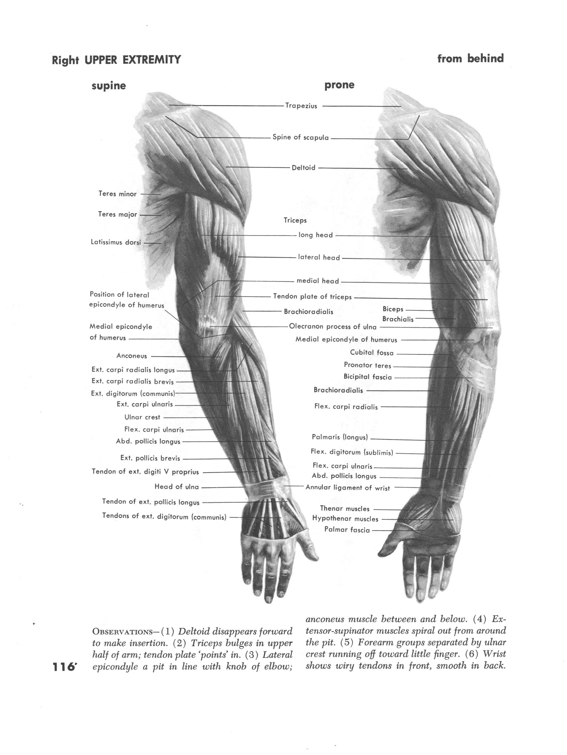 Muscles of the right upper extremity back view