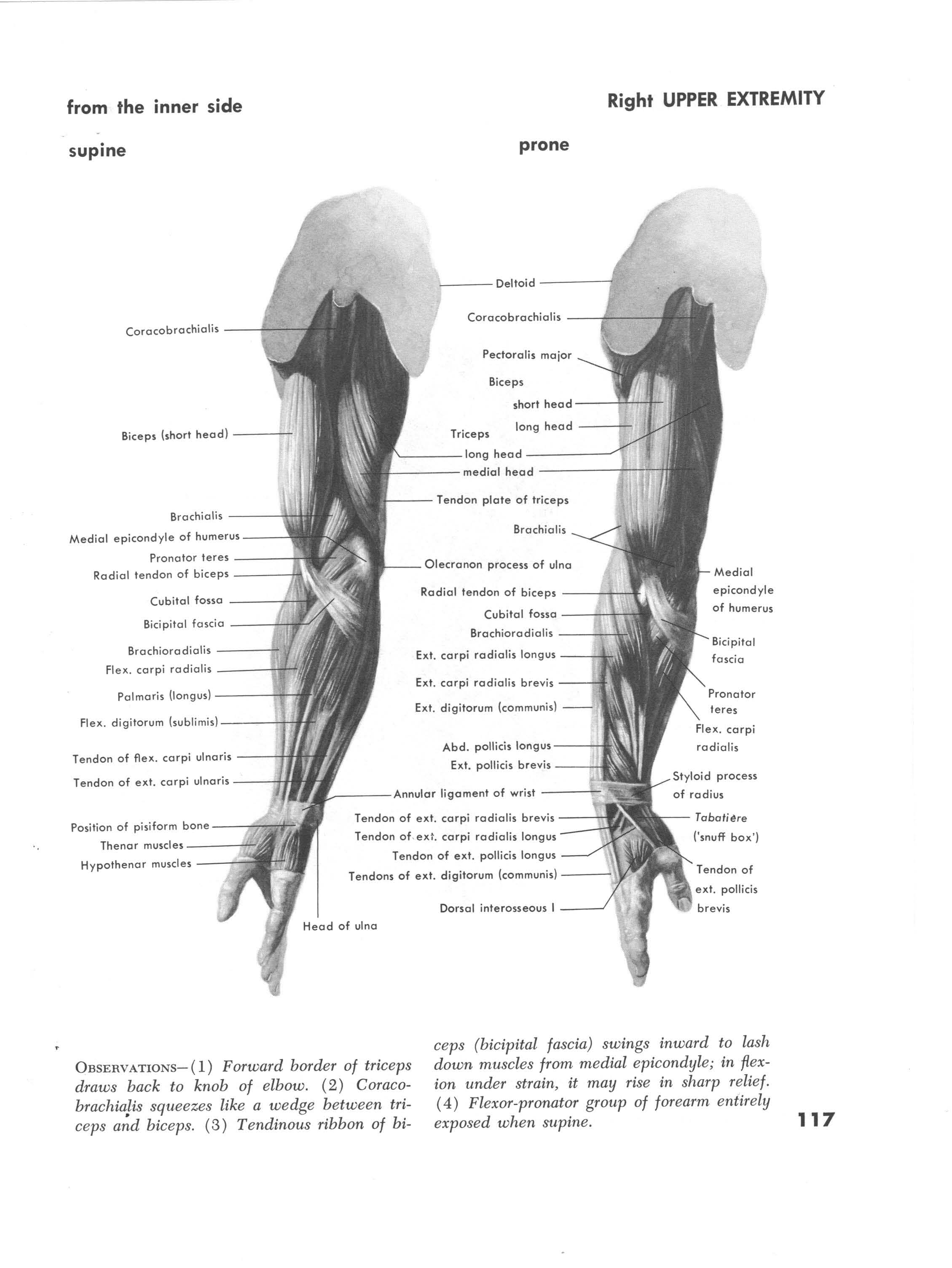 Muscles of the right upper extremity supine view