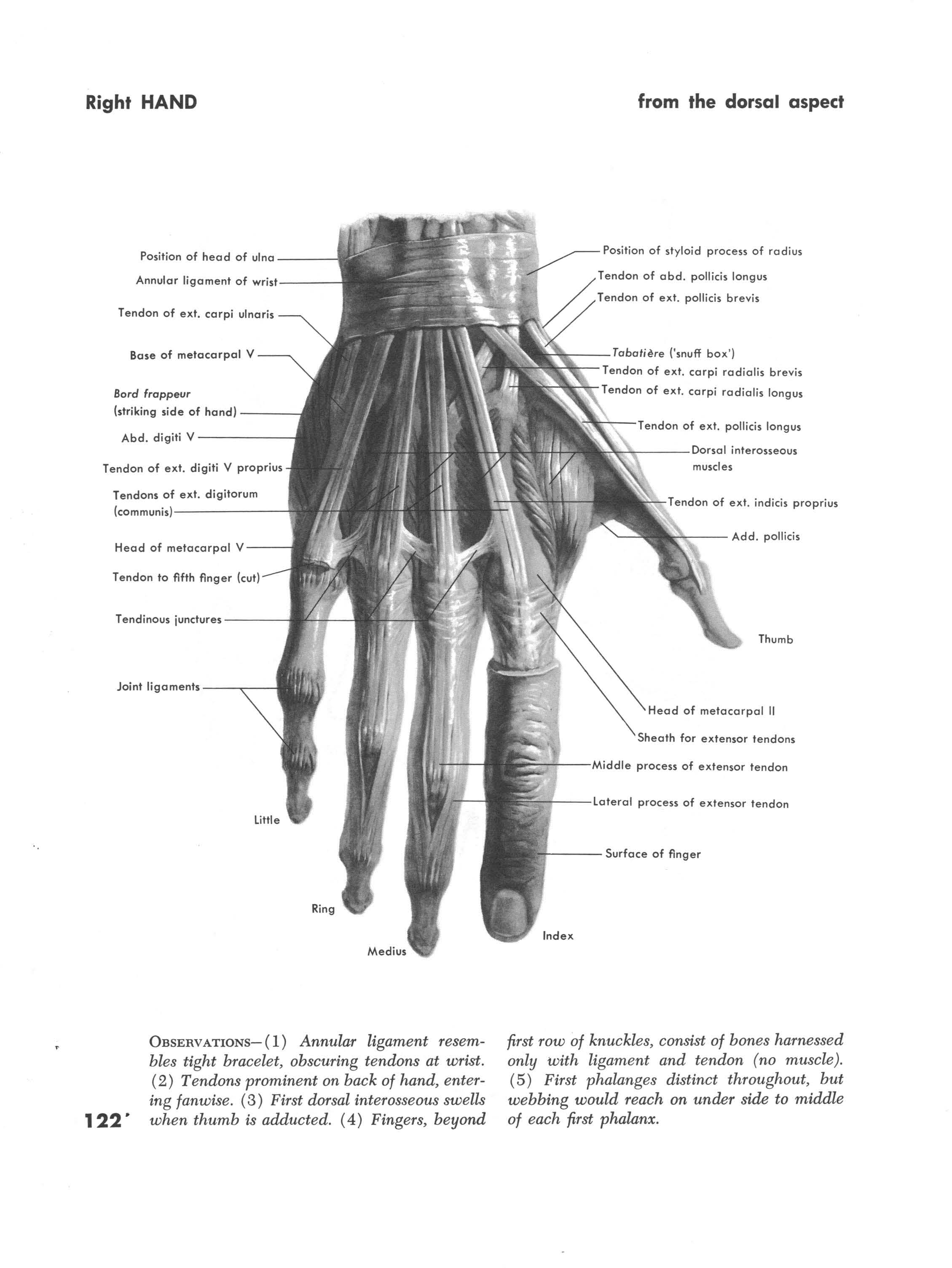 Muscles of the right hand
