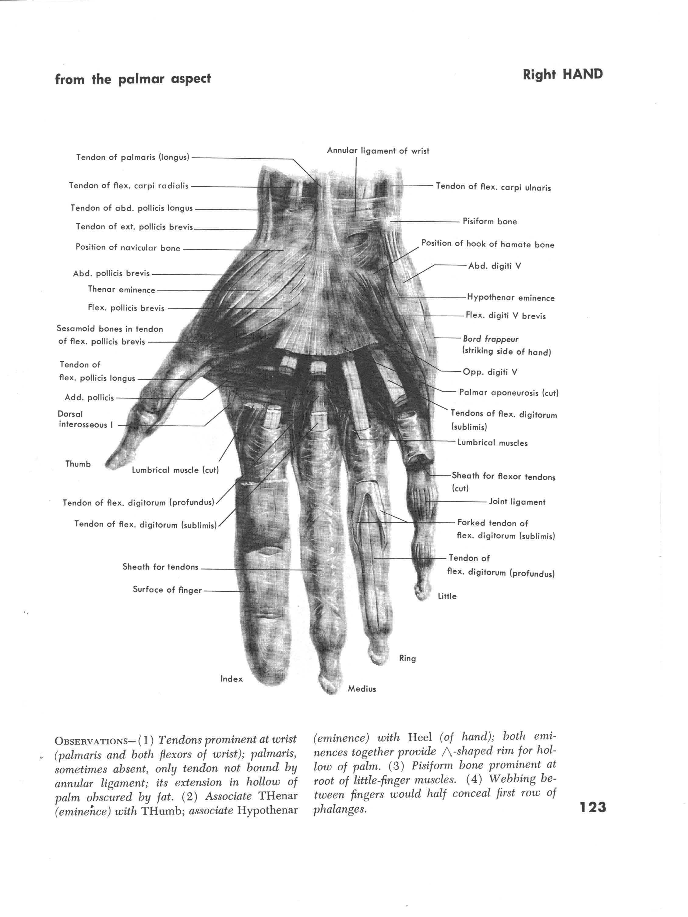 Muscles of the right hand back view