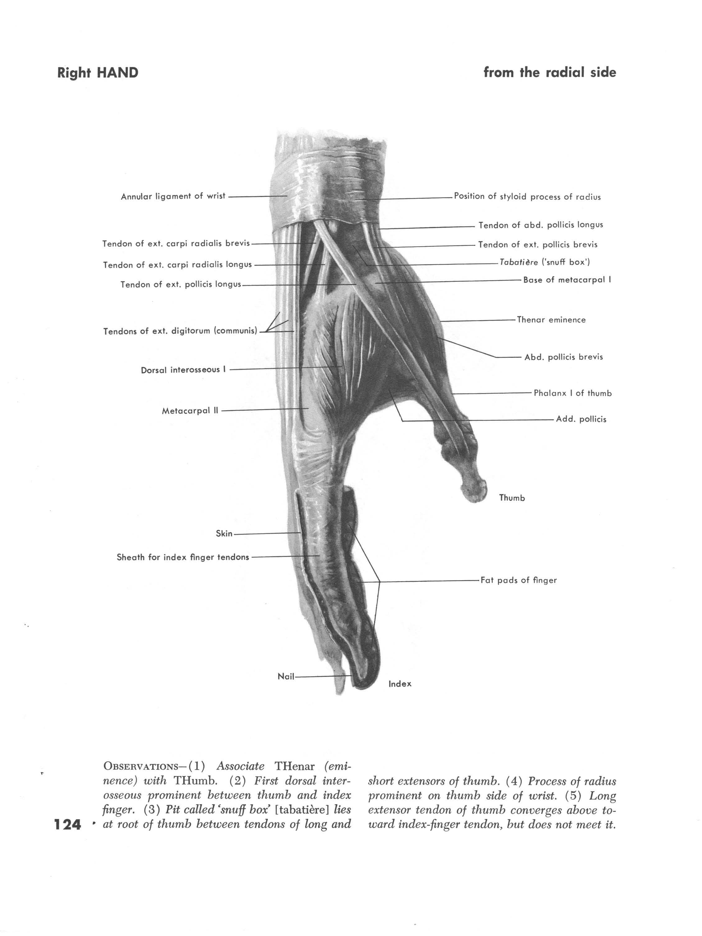 Muscles of the right hand side view